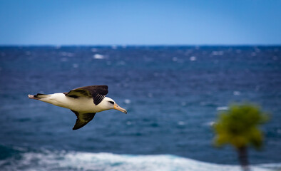 Albatross flying across the ocean in Hawaii