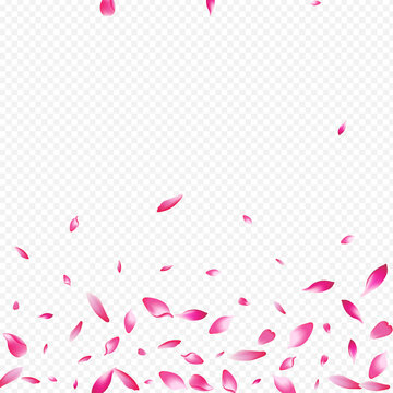 Pink Lotus Vector Transparent Background. Flower