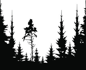 Forest black and white landscape. Black shadows from spruce, pine and fir trees. Monochrome composition of the forest. For wallpaper, background, postcards.