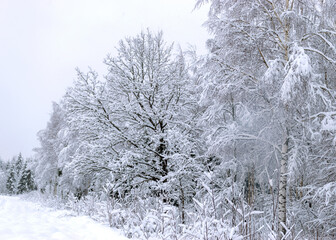 Scenic image of trees. Frosty day, calm winter scene. Great view of the wild, beautiful landscape in winter
