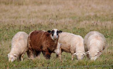 Obraz premium Sheep in pasture grazing grass