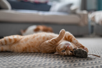 brown tabby cat with green eyes plays with a toy on the carpet