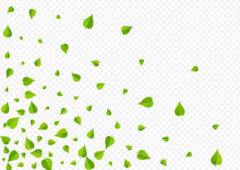 Green Foliage Falling Vector Transparent