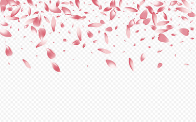 Pink Cherry Vector Transparent Background. Lotus