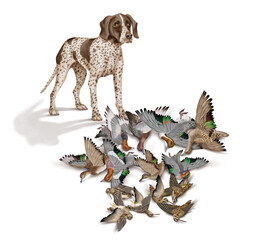 chien, braque, canard, colvert, sarcelle, pilet, milouin, siffleur, bécasse des forêt, bécasse des marais, mâle, femelle, allemagne, animal de compagnie, brun, chasse, mammifère, race, blanc, de race,