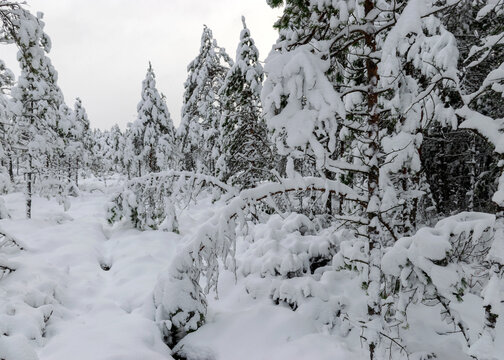 Scenic image of trees. Frosty day, calm winter scene. Great view of the wild, beautiful landscape in winter