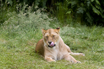 Fototapeta na wymiar Licking African lioness