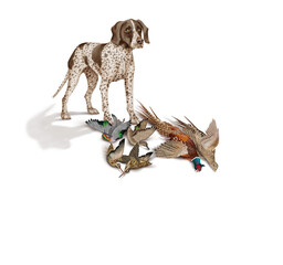 chien, braque, canard, faisan, sarcelle, bécasse des forêt, bécasse des marais, mâle, femelle, allemagne, animal de compagnie, brun, chasse, mammifère, race, blanc, de race, court, chassant, braque de