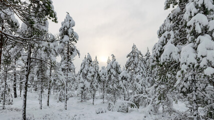 Scenic image of trees. Frosty day, calm winter scene. Great view of the wild, beautiful landscape in winter