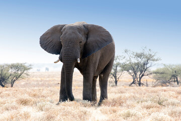 Obraz na płótnie Canvas View of a big elephant