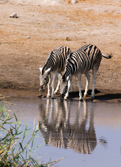 View of couple of zebra drinking water