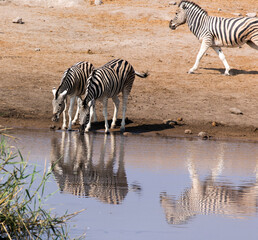 Fototapeta na wymiar View of couple of zebra drinking water