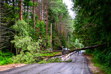 Downed Electric Wires from a Fallen Branch in the Adirondacks.
