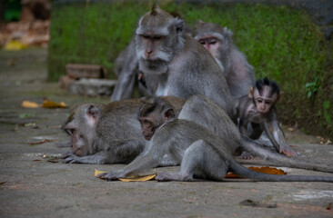 monkey forest ubud bali indonesia