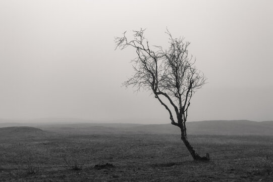 black and white image of a small tree in the mist