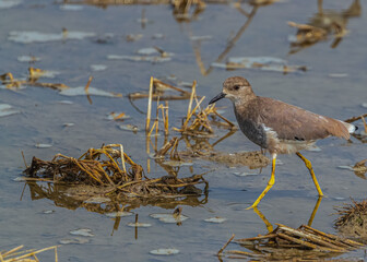 White Tail Lapwing strolling in lake