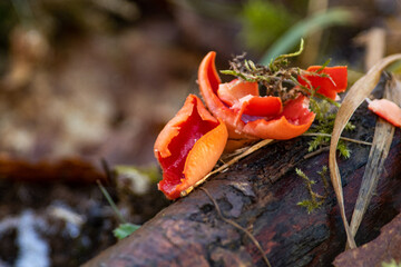 Champignon en for&ecirc;t
