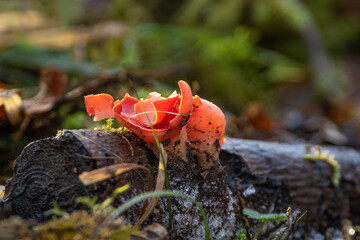 Champignon en for&ecirc;t
