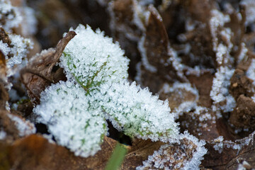 feuille givr&eacute;e