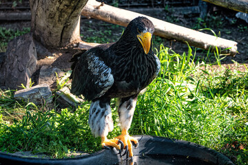 A big eagle with a yellow beak on the background of green grass.