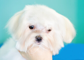 Maltese puppy portrait close-up on turquoise background