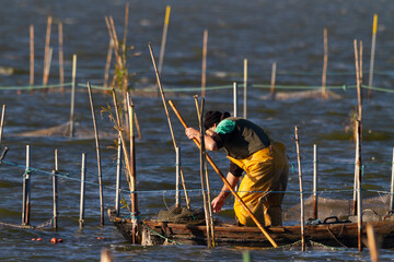 One fishermen fish in the Albufera lake of Valencia in Spain on a traditional boat.