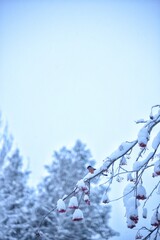 bullfinch