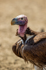 Lappet-Faced Vulture in the Kgalagadi