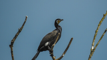 Black Cormorant