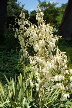 'Color Guard' Adam's needle (Yucca filamentosa) in flower in a garden setting