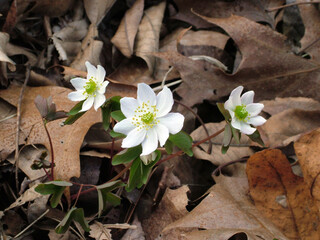 The spring-flowering, ephemeral wildflower Thalictrum thalictroides or Anemonella thalictroides...
