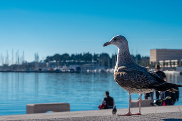 seagull on the pier