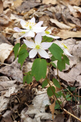 The spring-flowering, ephemeral wildflower Thalictrum thalictroides or Anemonella thalictroides (rue anemone) in bloom in a natural woodland setting