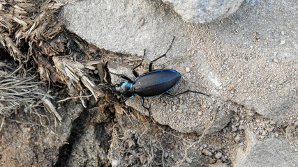 Black insects