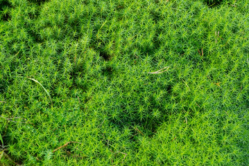 Background with green leaves from the forest