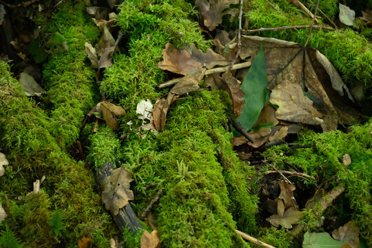 Green and brown background from the forest