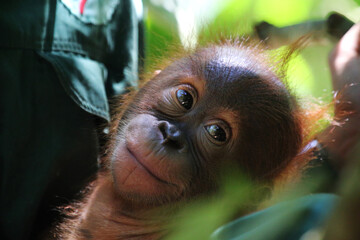 Baby orangutan in Indonesia