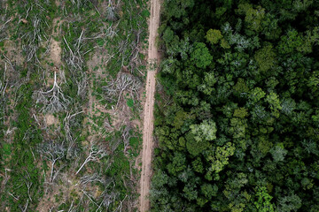 Amazon deforestation - obrazy, fototapety, plakaty
