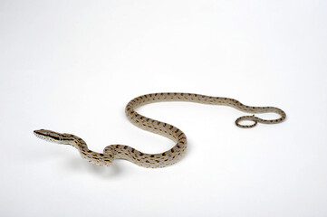 Rein Snake, Khasi Hills Trinket snake // Asiatische Zügelnatter (Gonyosoma frenatus)