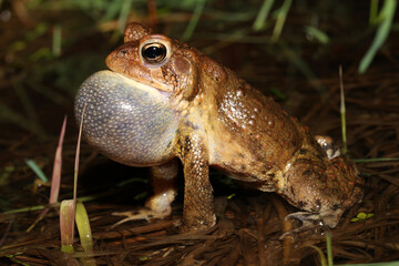 Male American Toad (Anaxyrus americanus; formerly Bufo americanus) calling with vocal sac inflated during breeding season. 