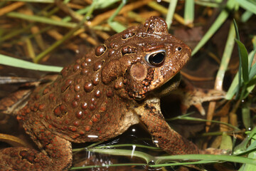 An American Toad (Anaxyrus americanus; formerly Bufo americanus) in a pond during mating season. 