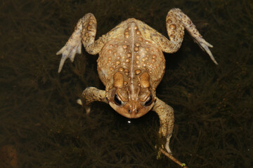 Dorsal view of an American Toad (Anaxyrus americanus; formerly Bufo americanus) floating in a pond during breeding season.