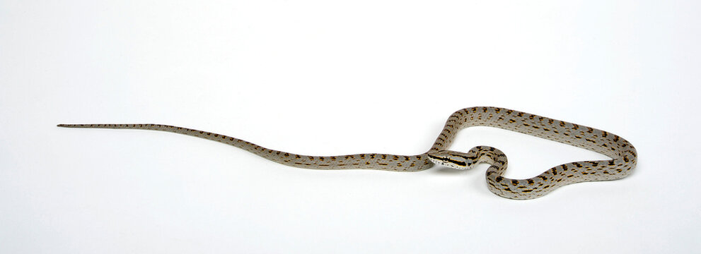 Asiatische Z&uuml;gelnatter // Rein Snake, Khasi Hills Trinket snake (Gonyosoma frenatus)