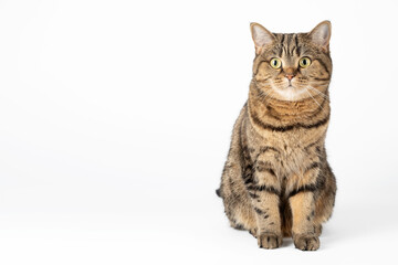 Cute striped cat of the Scottish Straight breed isolated on a white background.