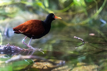 Jacana