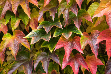 Naklejka na ściany i meble Natural wall of colored leaves. Boston ivy