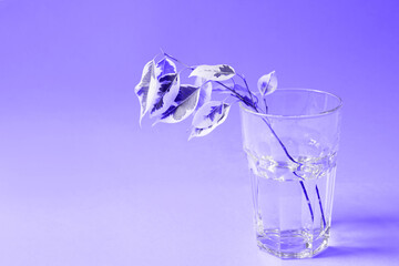 The stalk of Benjamin's variegate ficus for rooting in a glass on a purple background very peri tinting. Vegetative reproduction of indoor plants