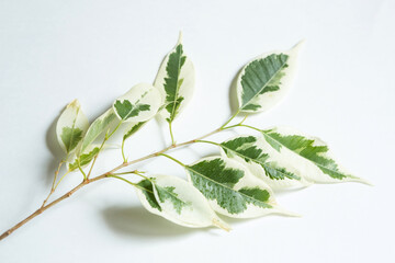 The stalk of Benjamin's variegate ficus for rooting. Vegetative reproduction of indoor plants