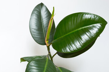 Ficus rubber leaf close-up with a bud opening with a new young leaf. Home plant care, cultivation,...