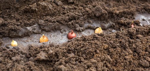 Plants the bulbs in the ground in the garden.Springtime, garden plants, working on a plot of land, landscaping, gardening, growing flowers, fruit crops. Copy space
